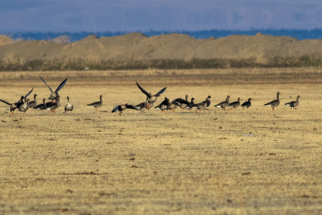 Greater White-fronted Goose