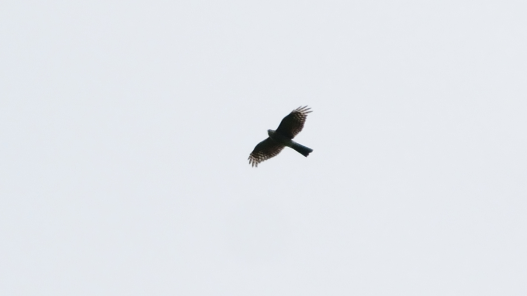 Eurasian Sparrowhawk