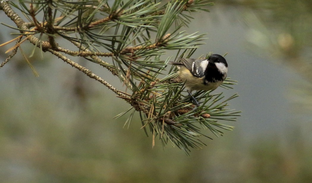 Coal Tit