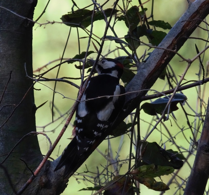 Great Spotted Woodpecker