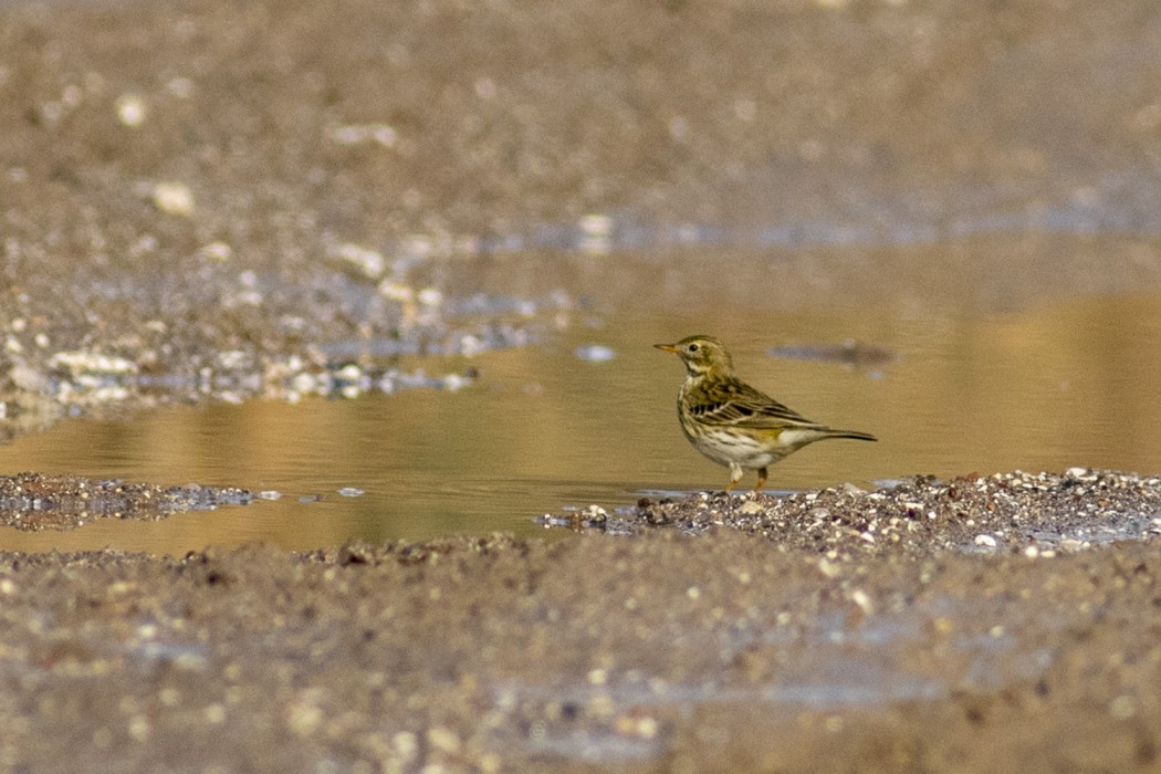Meadow Pipit