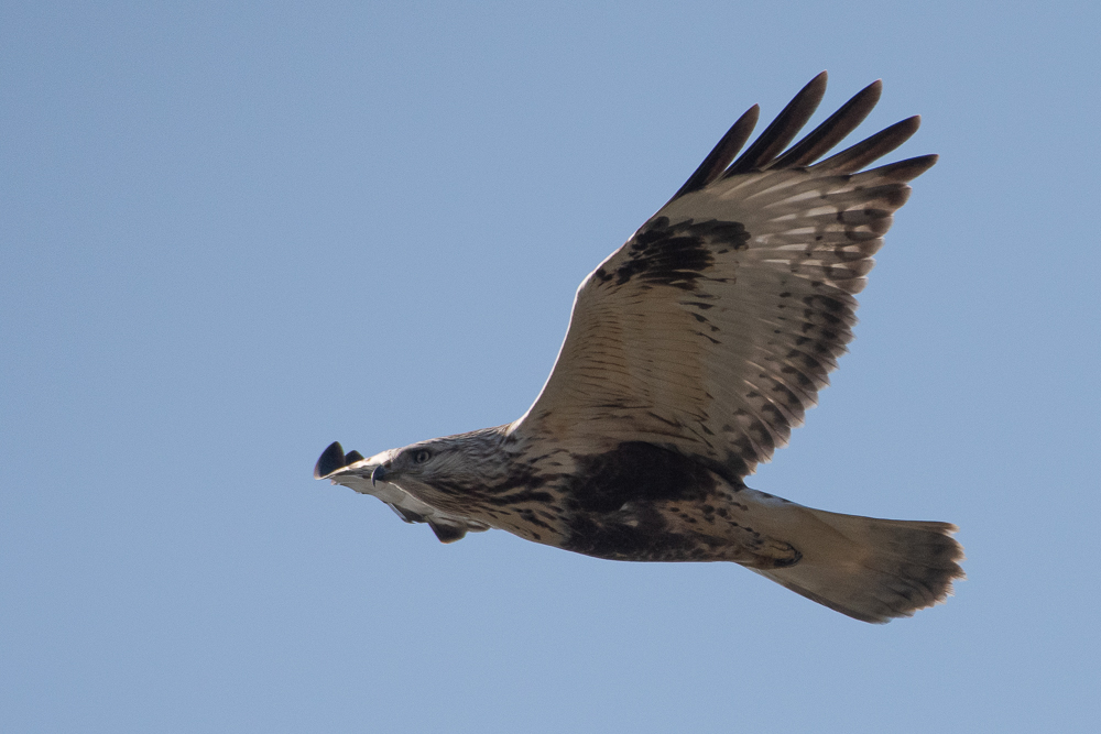 Rough-legged Buzzard