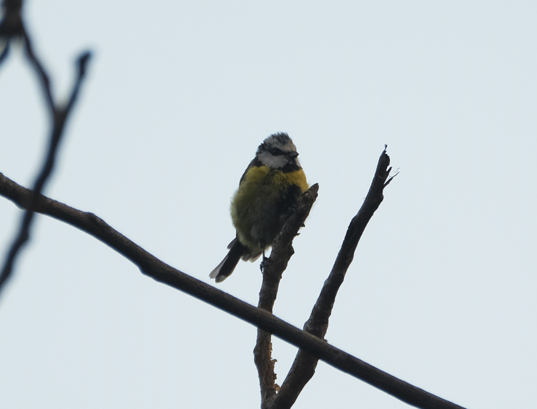 Eurasian Blue Tit