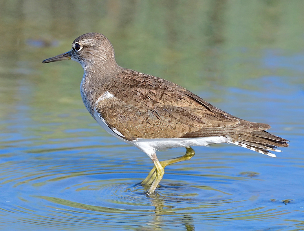 Common Sandpiper