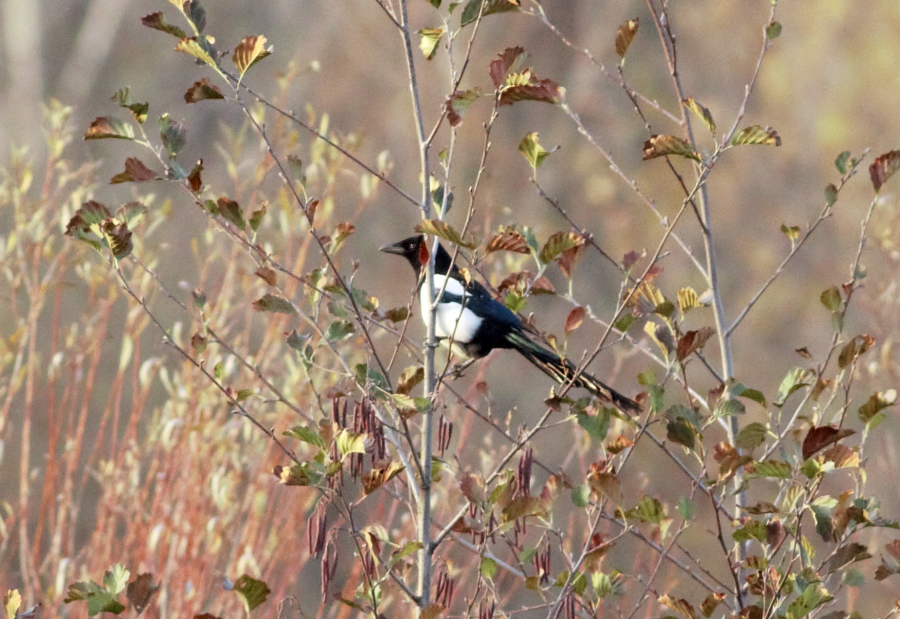 Eurasian Magpie