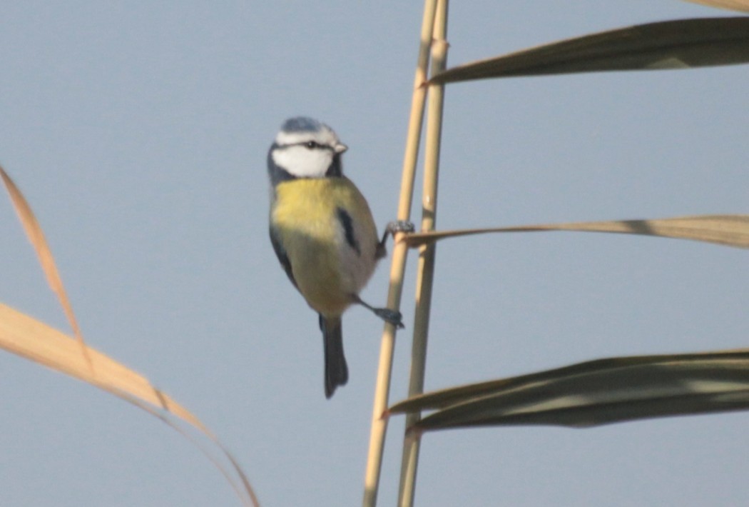 Eurasian Blue Tit