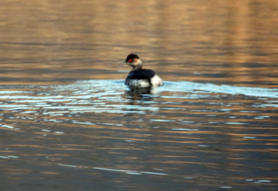 Black-necked Grebe