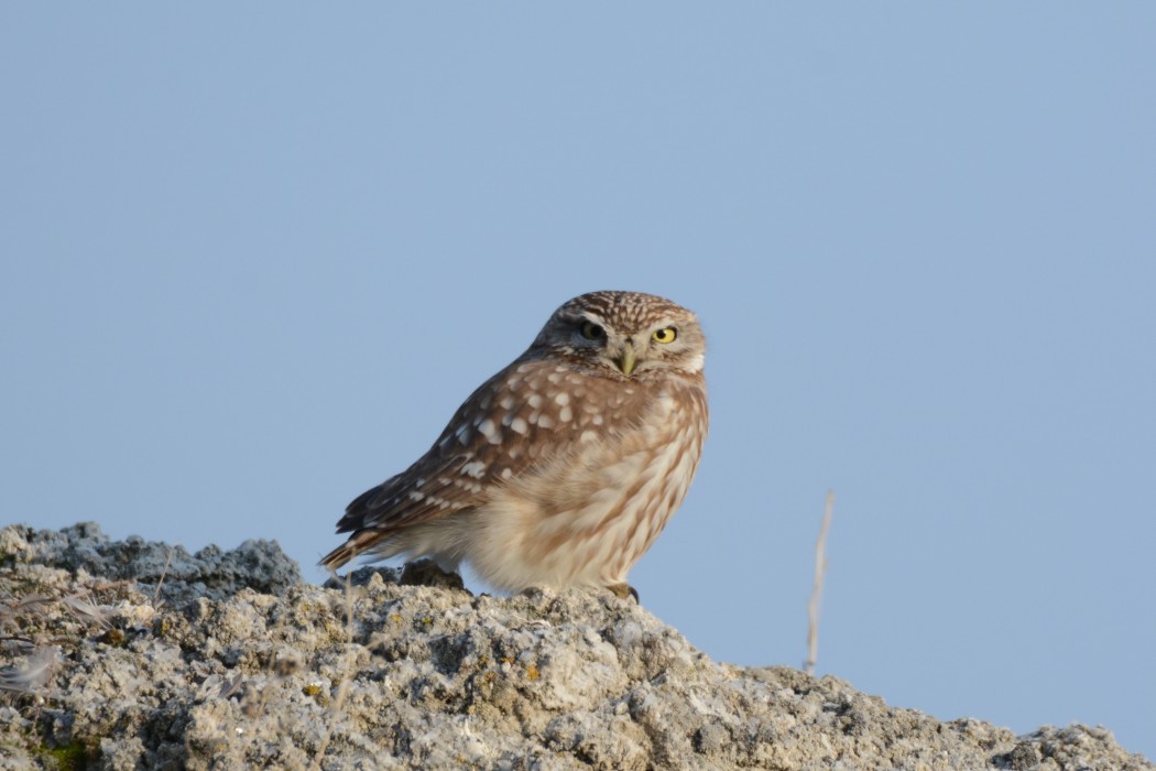 Little Owl