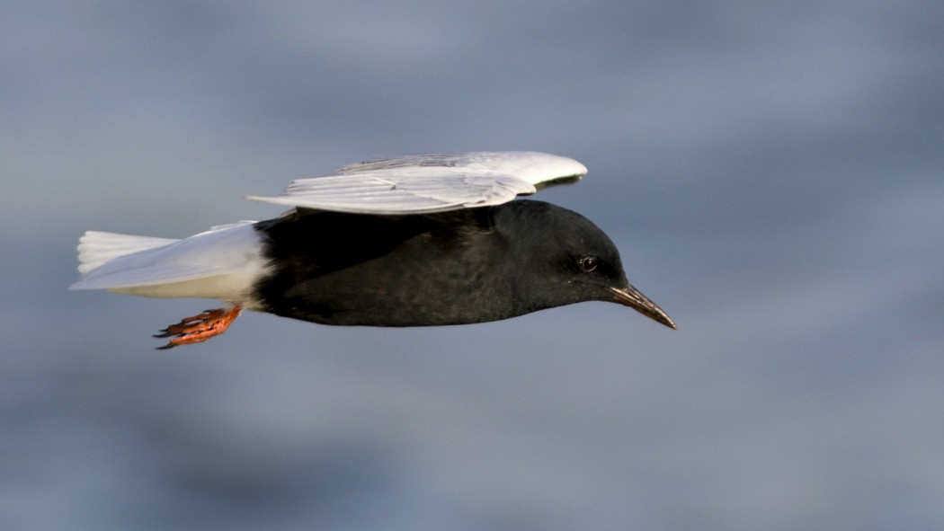 White-winged Tern