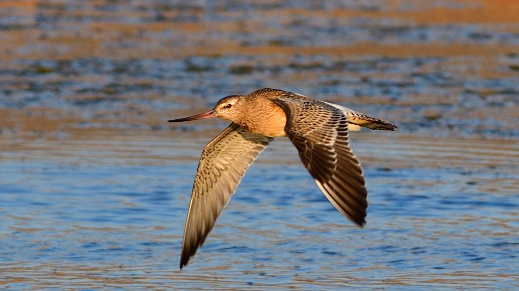 Bar-tailed Godwit