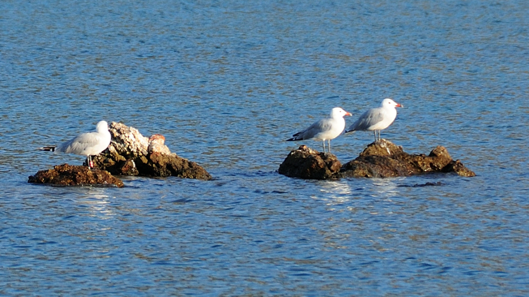 Audouin`s Gull