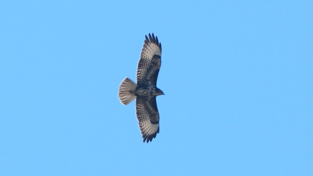 Common Buzzard