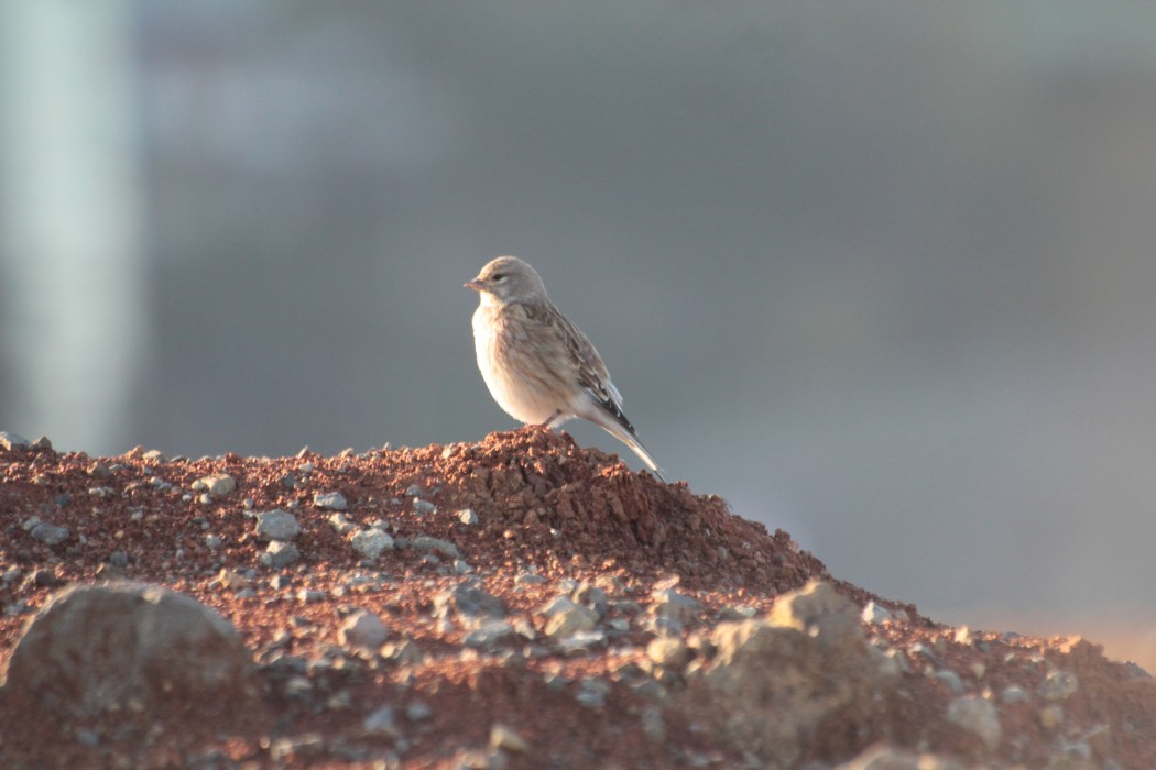 Common Linnet