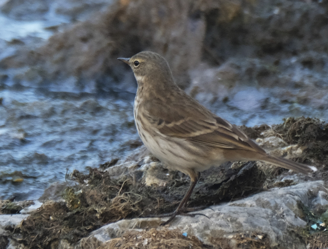 Water Pipit