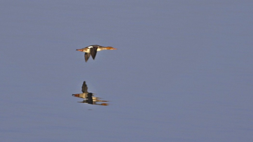Red-breasted Merganser