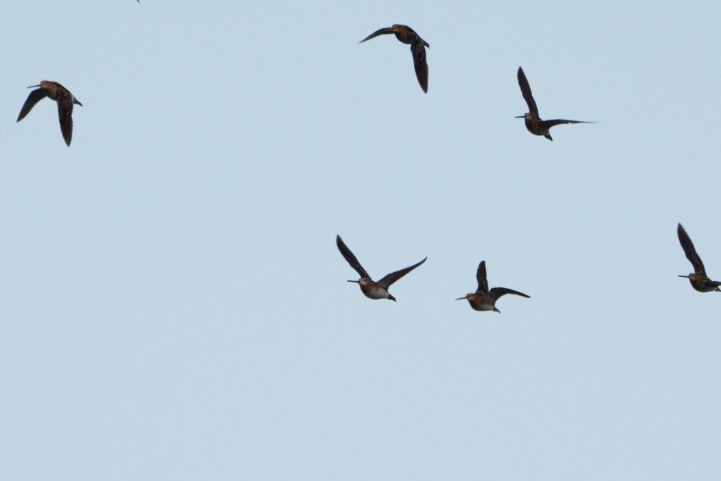 Common Snipe