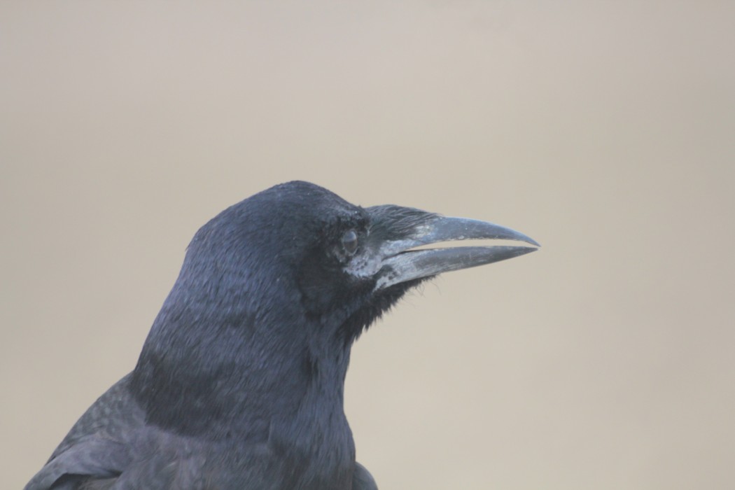 Rook