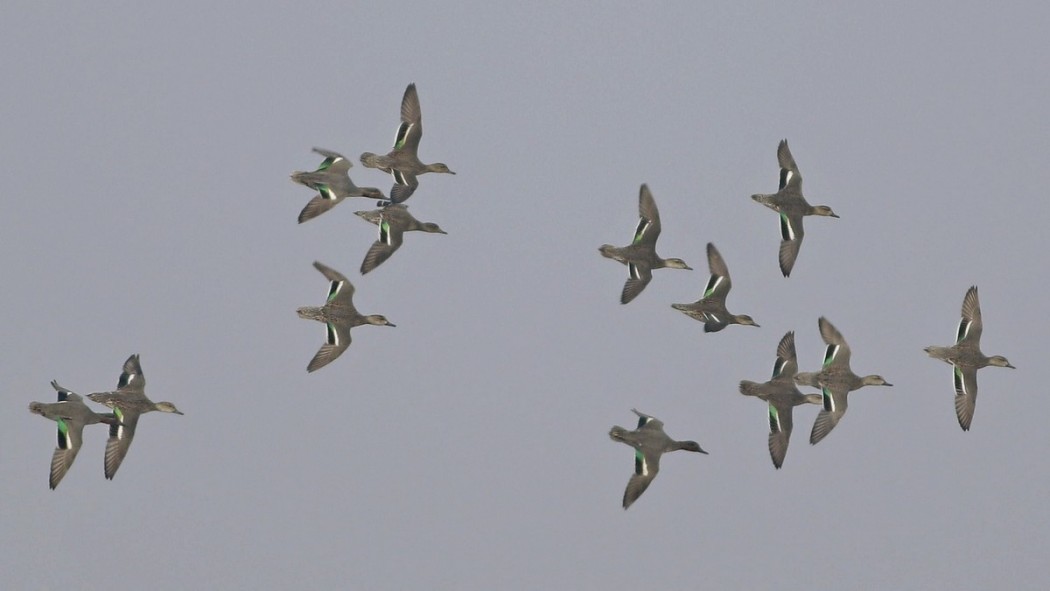 Eurasian Teal