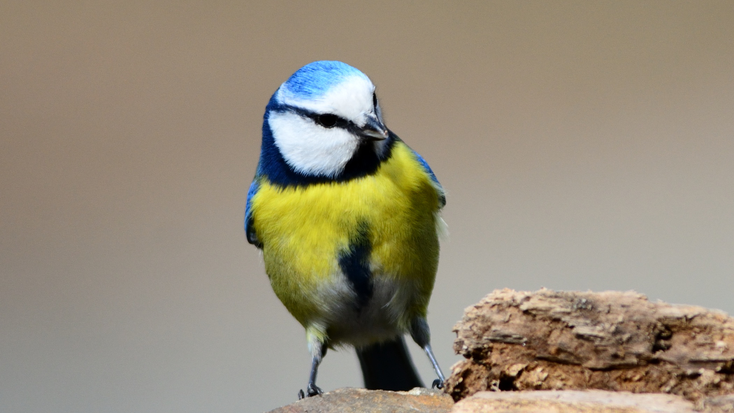 Eurasian Blue Tit