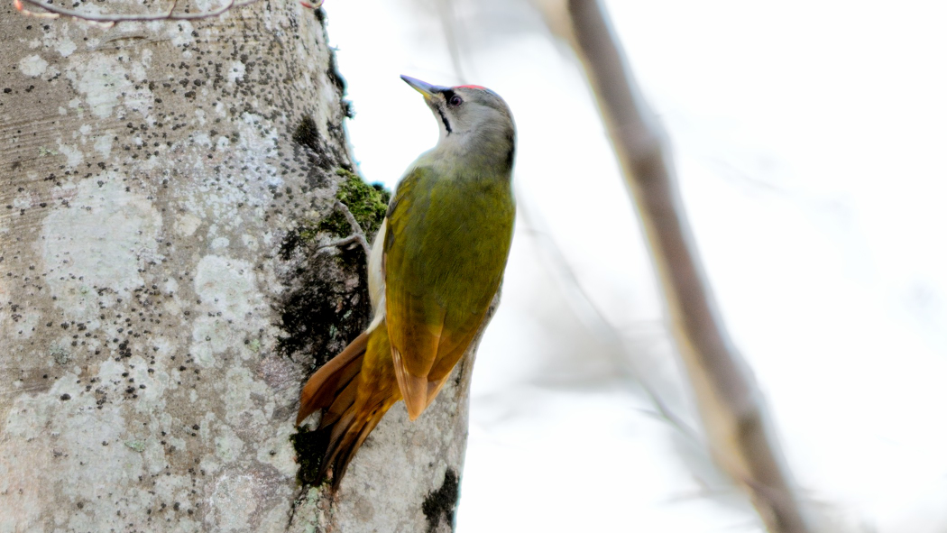 Grey-headed Woodpecker