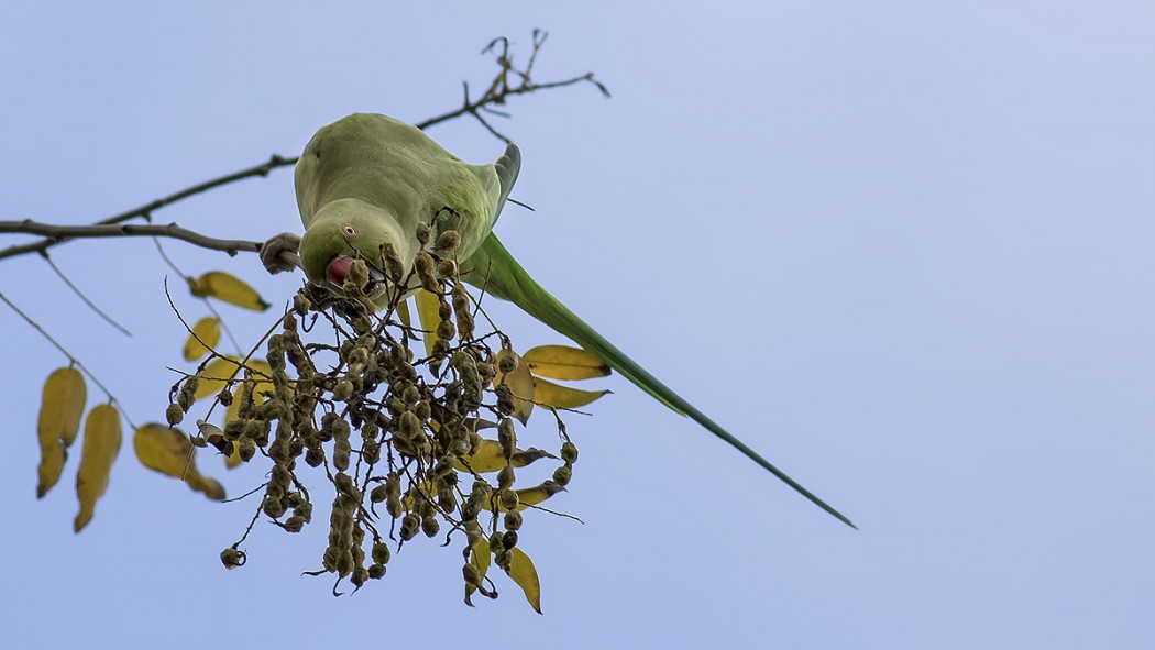 Rose-ringed Parakeet