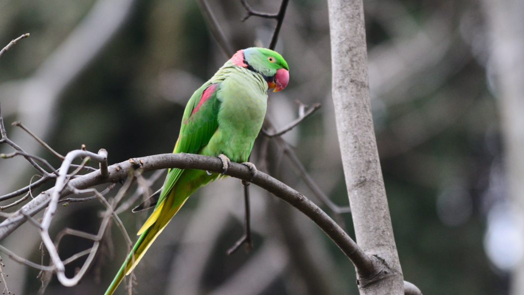 Alexandrine Parakeet