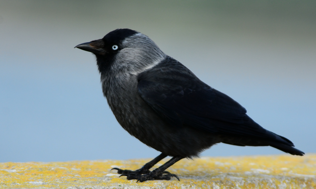 Western Jackdaw