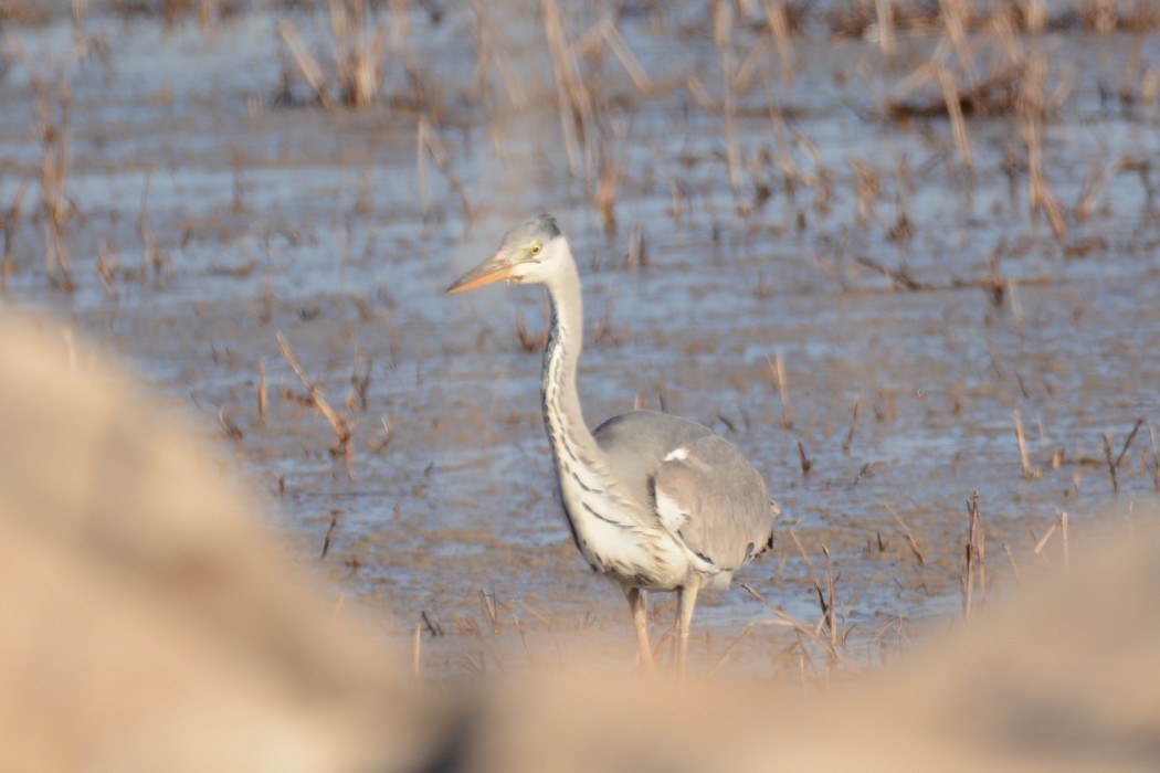 Grey Heron