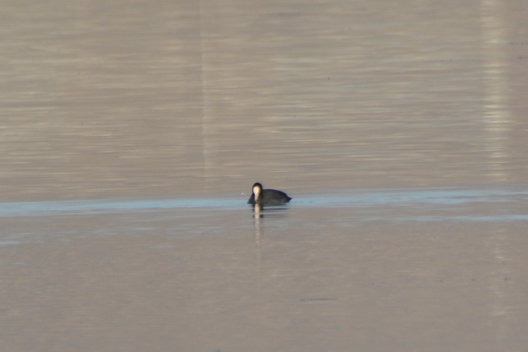 Eurasian Coot