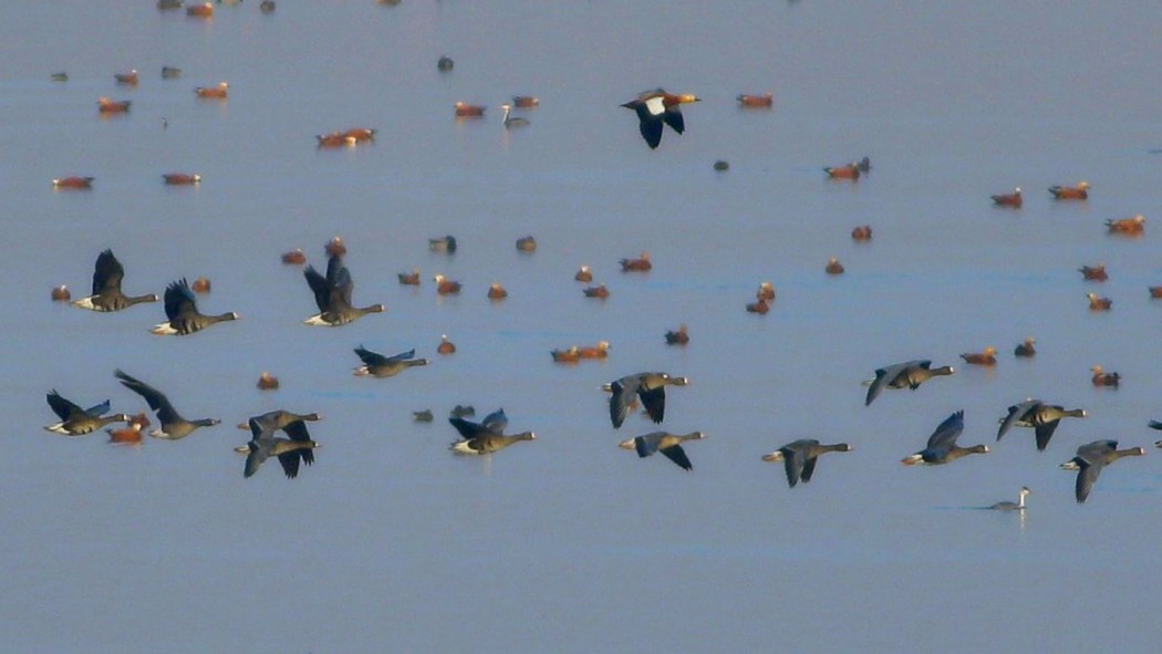 Greater White-fronted Goose