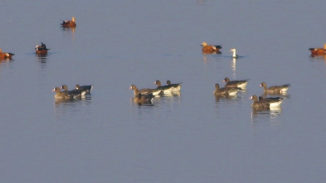 Greater White-fronted Goose