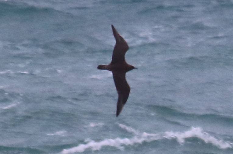 Parasitic Jaeger