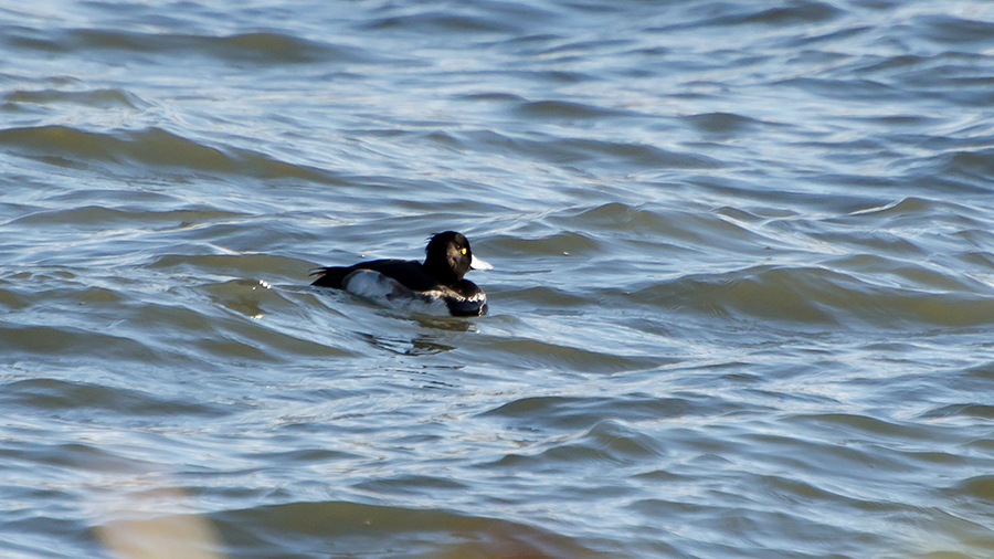 Tufted Duck