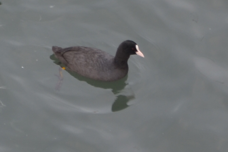 Eurasian Coot