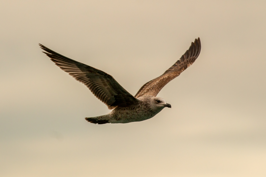 Yellow-legged Gull