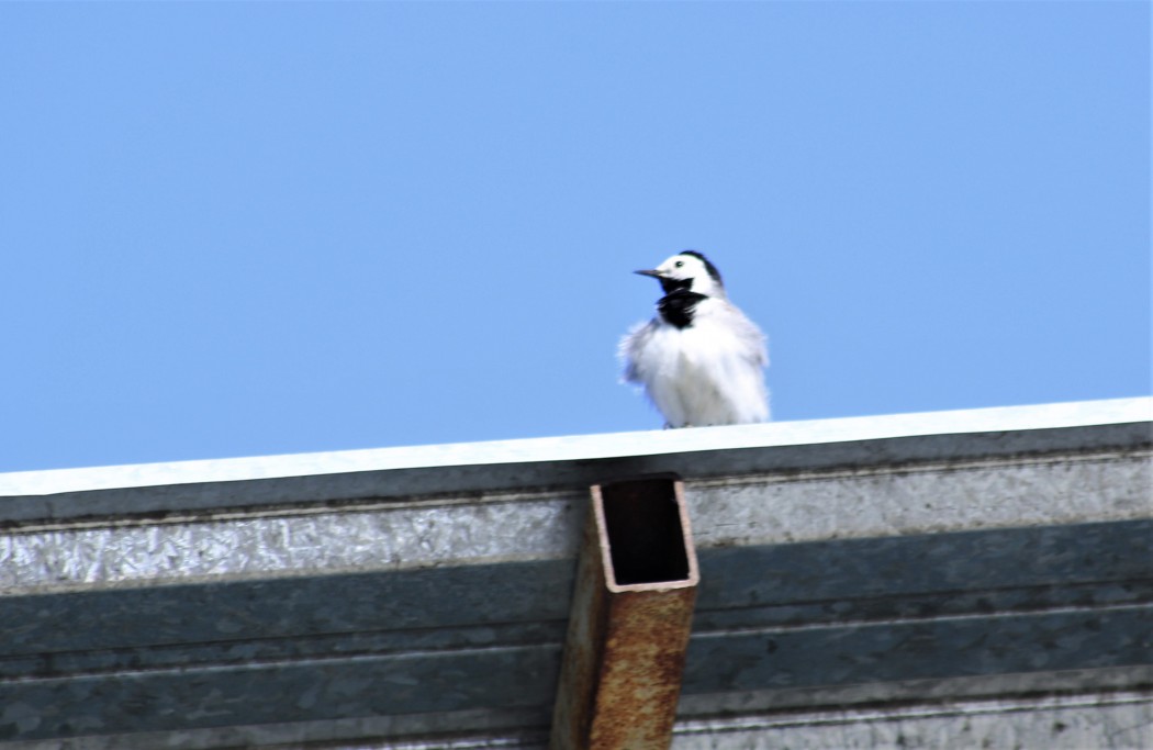 White Wagtail