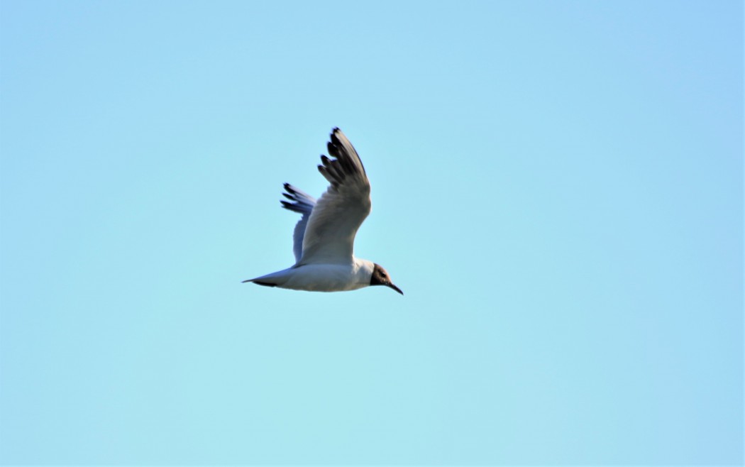 Black-headed Gull