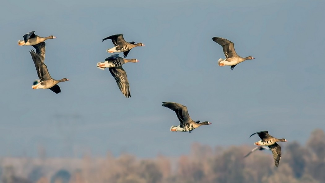 Greater White-fronted Goose