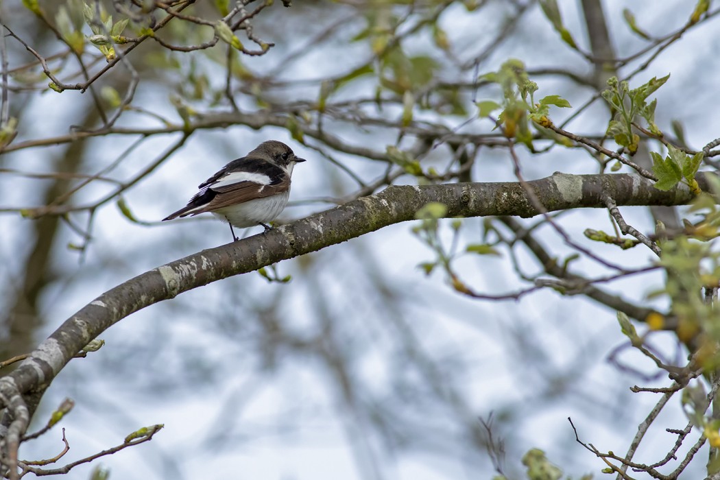 European Pied Flycatcher