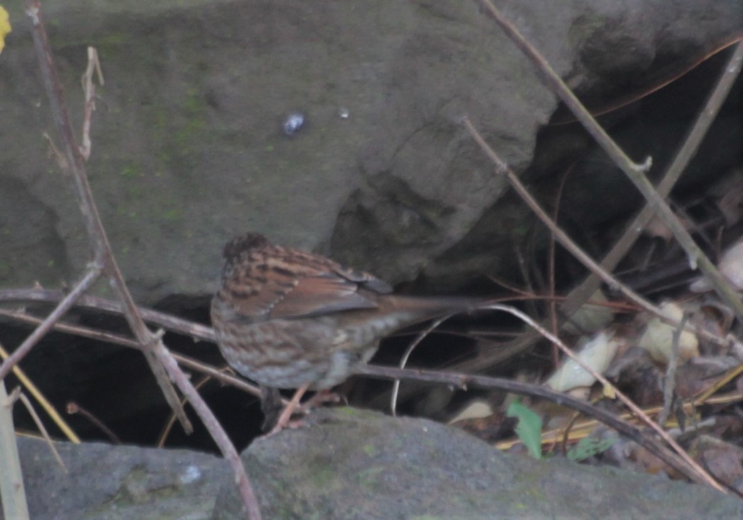 Dunnock