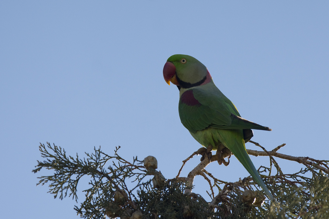 Alexandrine Parakeet