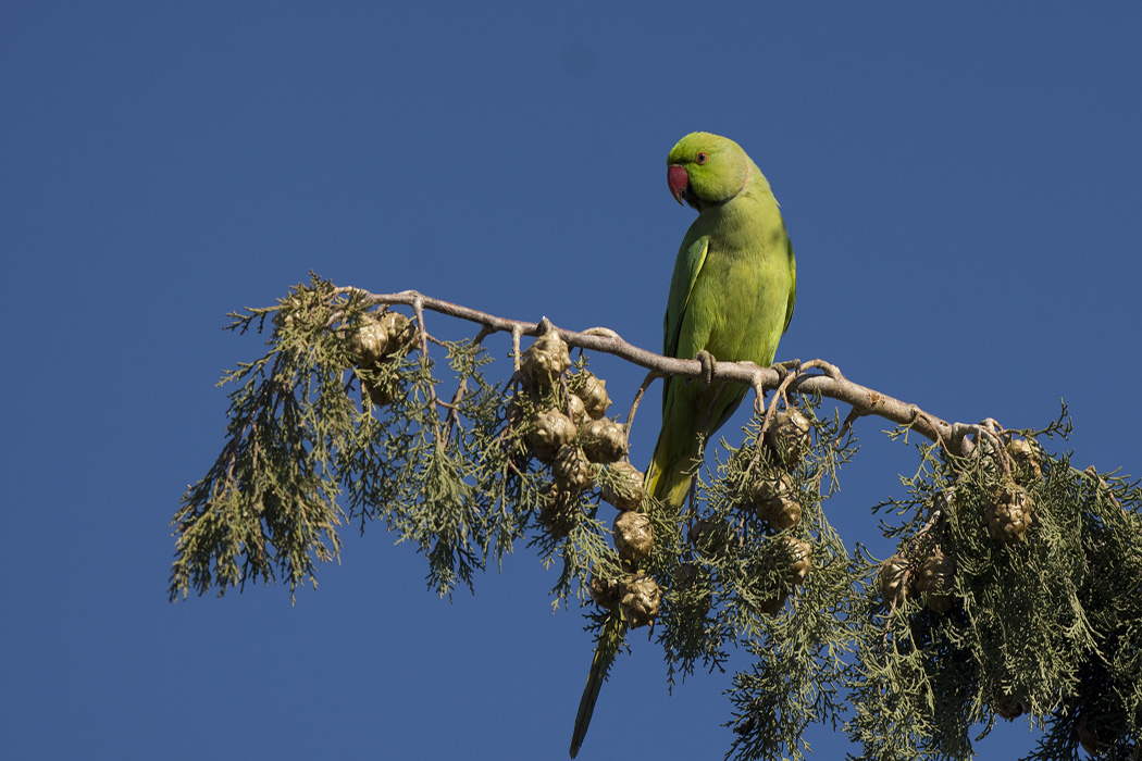 Rose-ringed Parakeet