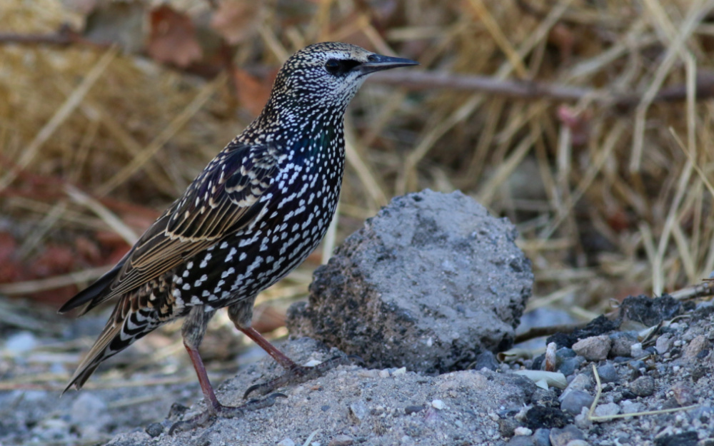 Common Starling