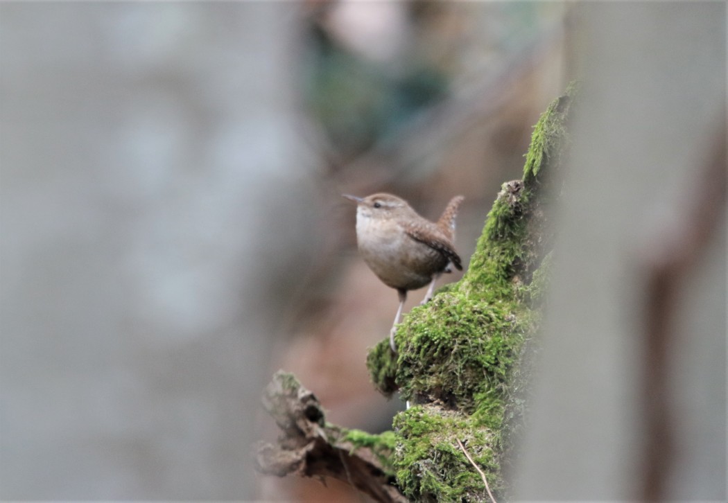 Eurasian Wren