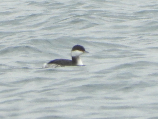 Horned Grebe