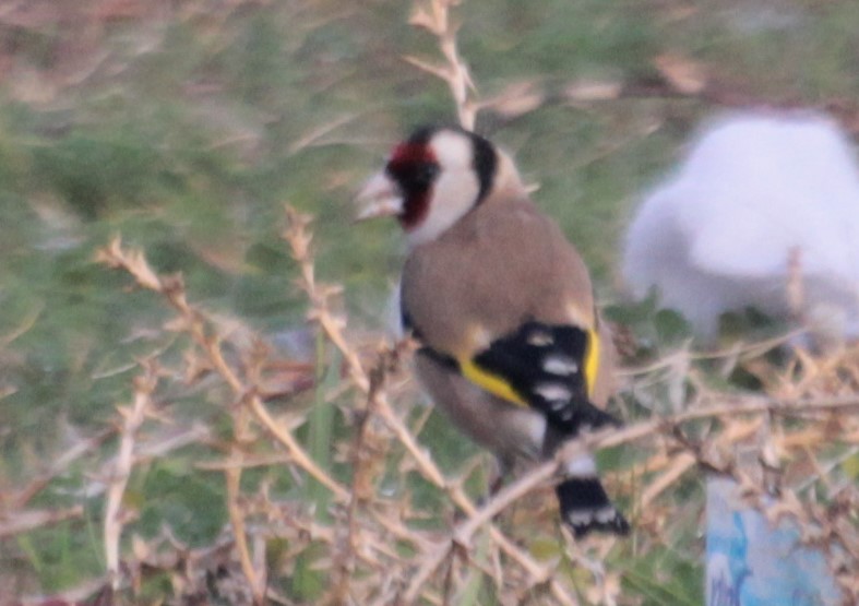 European Goldfinch