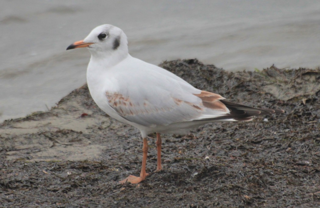Black-headed Gull