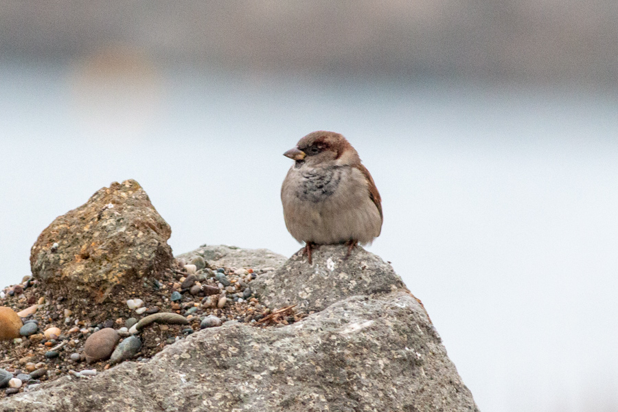 House Sparrow
