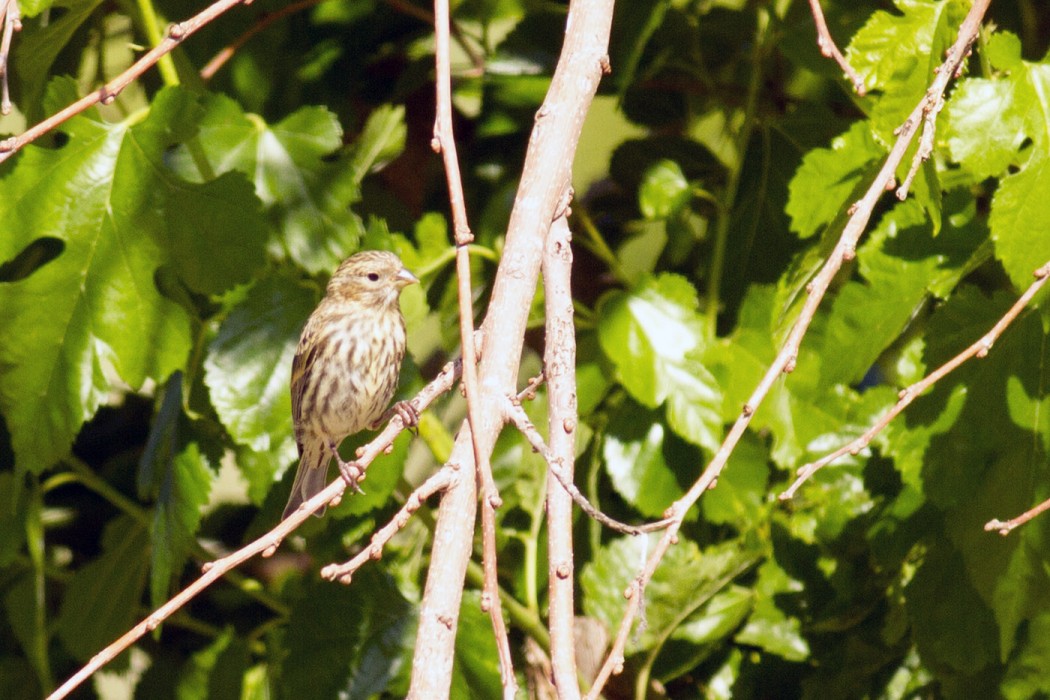 European Serin