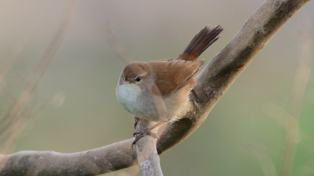 Cetti`s Warbler
